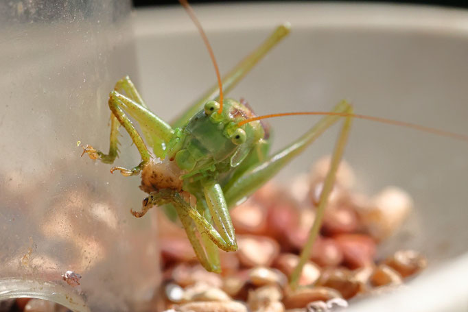 Mahlzeit! - Ort: Neuwiedenthal - Foto: Uta Svensson