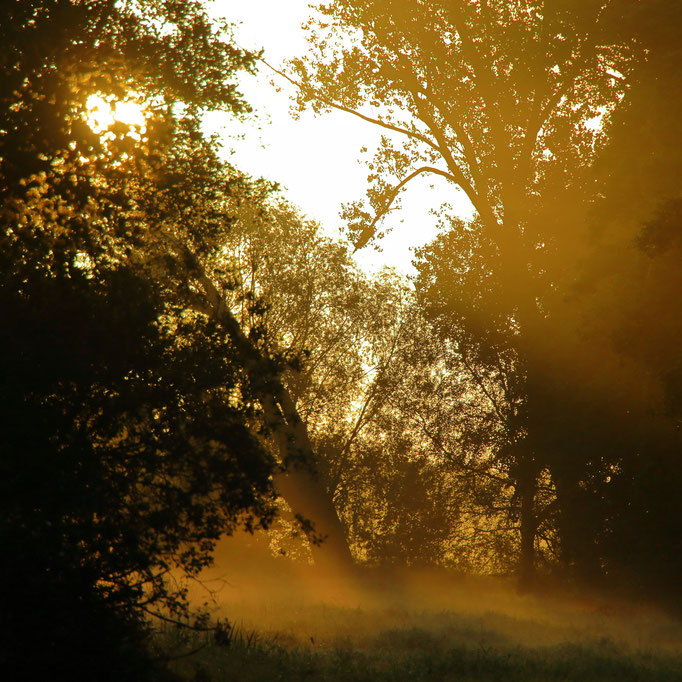 Sonnenaufgang - Ort: Neuwiedenthal - Foto:  Volker Svensson