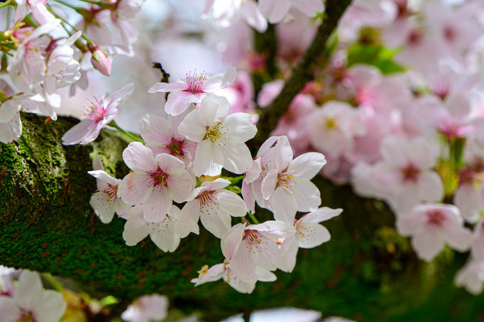 Kirschblüte - Foto: Frank Voß