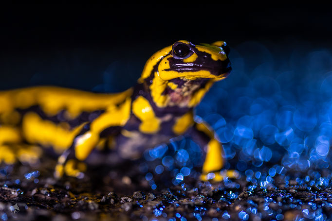 Feuersalamander Im Regen - Ort: Hameln - Foto: Janne Reisdorf