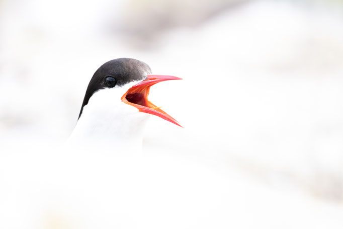 Laut Im Licht - Ort: Eidersperrwerk - Foto: Janne Reisdorf