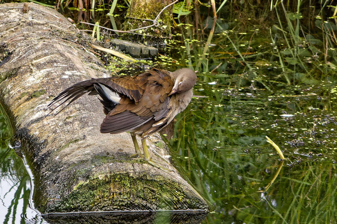 Teichhuhn - Ort: Bille - Foto: Adolf Dobslaff