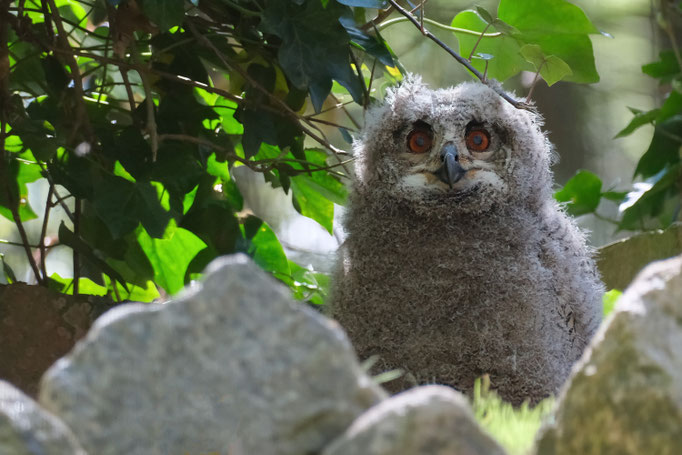 Baby Uhu - Foto: Romana Thurz