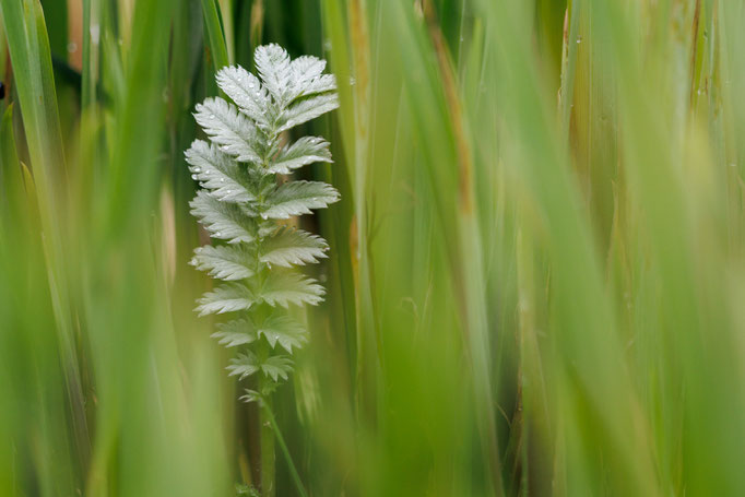 Gut Versteckt im Arboretum/Ellerhoop - Foto: Britta Hamann
