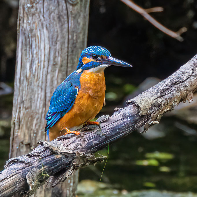 Der Eisvogel; er ist wieder da! - Ort: Ohlsdorfer Friedhof - Foto: Adolf Dobslaff