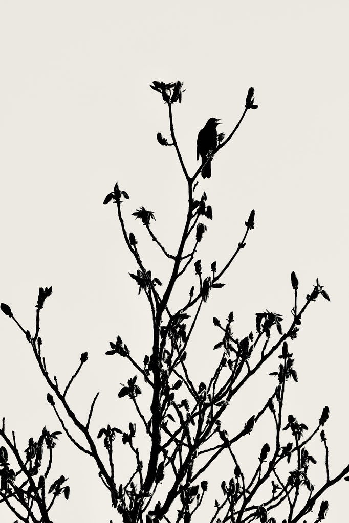 Schwarzdrossel - Foto: Hans Jeikowski