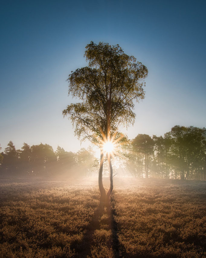 Heidestern - Ort: Fischbeker Heide - Foto: Andreas Drobbner