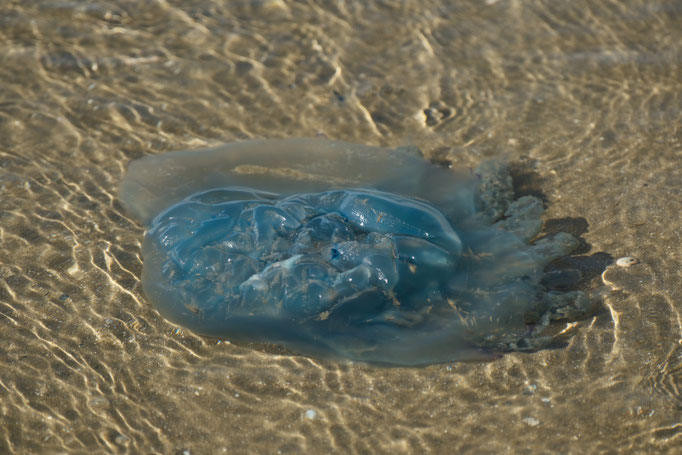 Qualle am Strand in Ijmuiden - Foto: Romana Thurz 