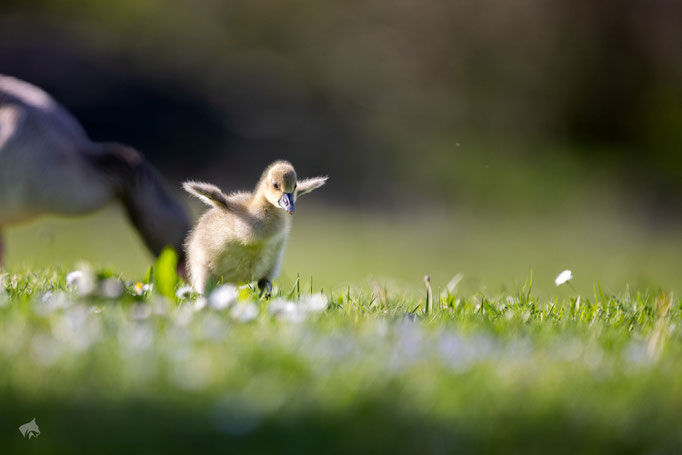 Frühlingsschritte - Foto: Janne Reisdorf