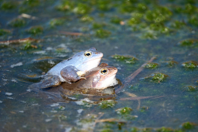 Glückliche Frösche in Himmelmoor - Foto: Romana Thurz