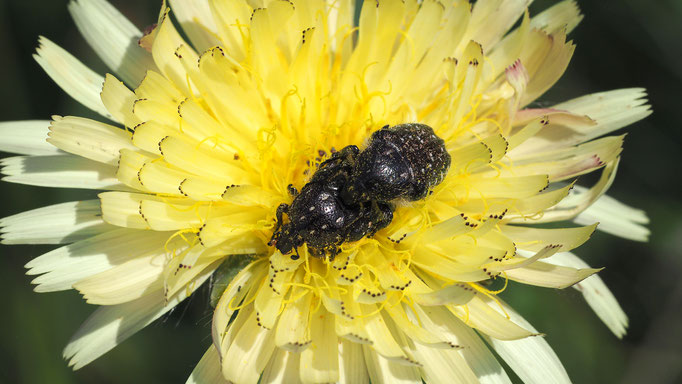 Trauer-Rosenkäfer, Oxythyrea funesta