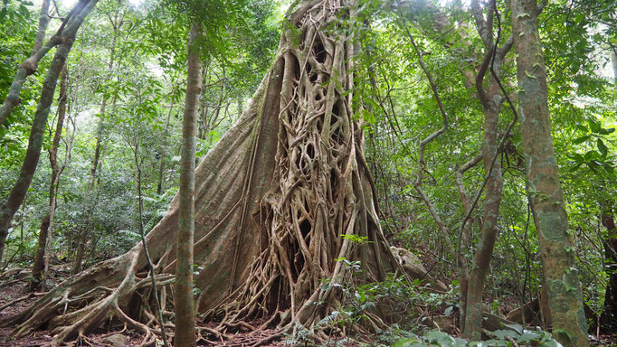 Costa Rica, Würgefeige