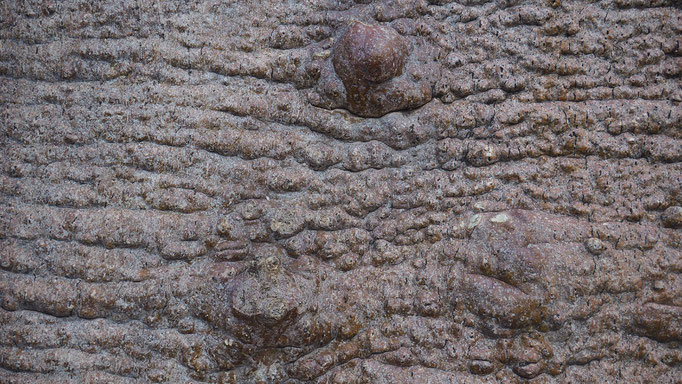 Namibia, Baobab