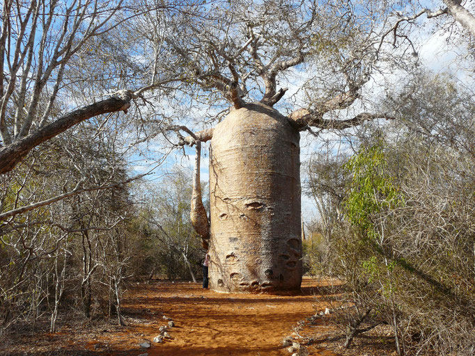 Madagaskar, Baobwald bei Ifaty