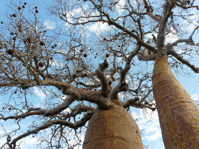 Madagaskar, Baobwald bei Ifaty