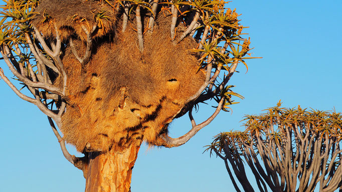 Namibia, Köcherbaumwald Keetmanshoop mit Nest der Siedelweber