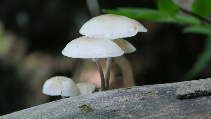 Österreich, Buchenschleimrübling