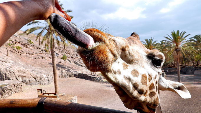 Giraffenfütterung im Oasis Park