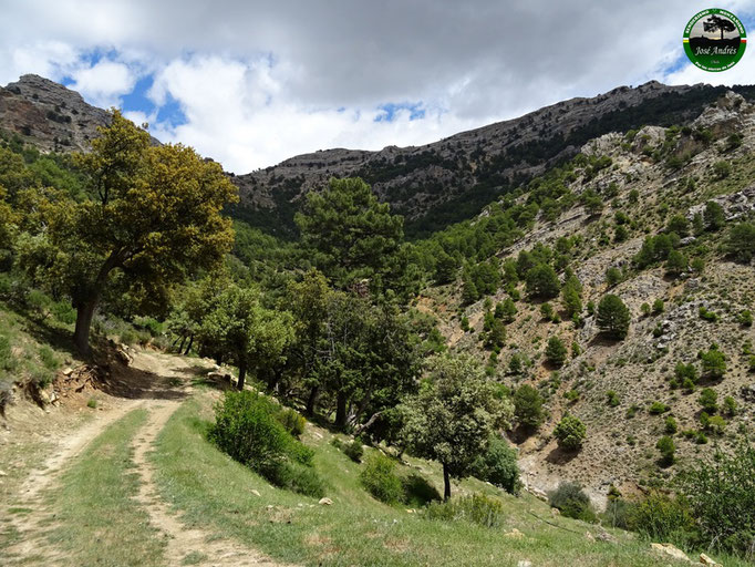 Camino del cortijo de las Canalejas