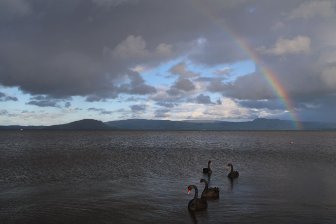 Lake Rotorua