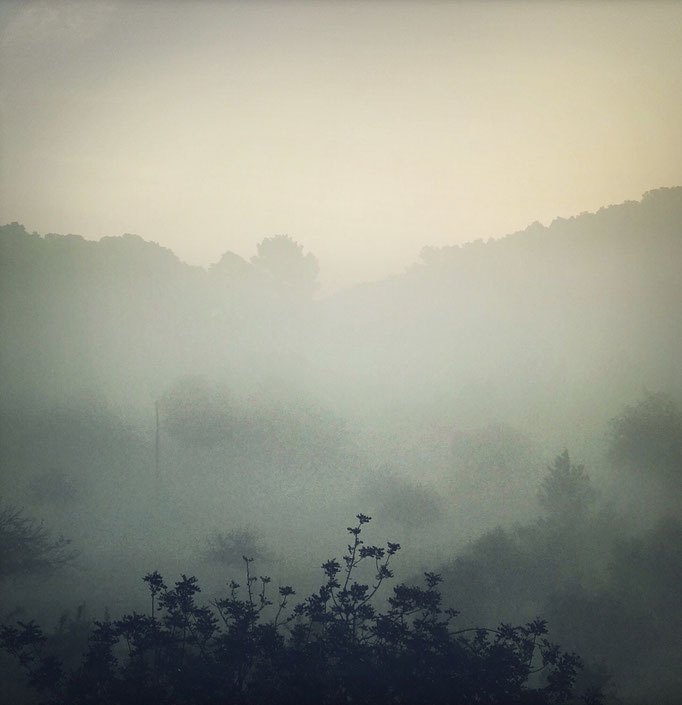 Misty Morning