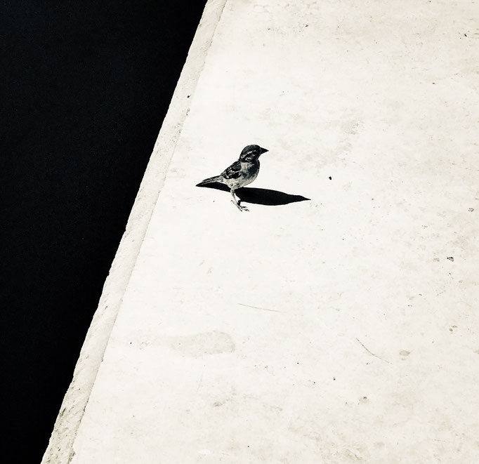 Free as a bird