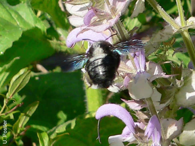 Blaue Holzbiene vor Muskatellersalbei, Juni 2016, Foto: U. Postler