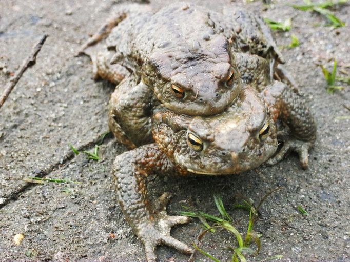 Erdkröten (Männchen o.), Fischpfuhl Buchholz, 4/2016