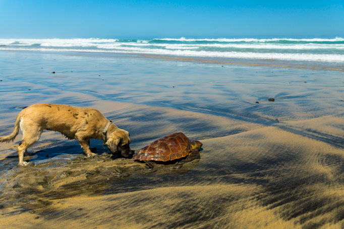 Coffee von TimeforNature und die gerettete Schildkröte bei der Wanderung am Strand von Cofete