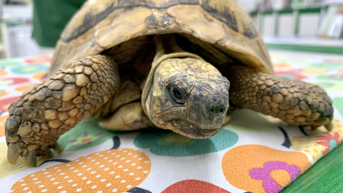 Schildkröte Kleintierpraxis Harste Dr. Tammer