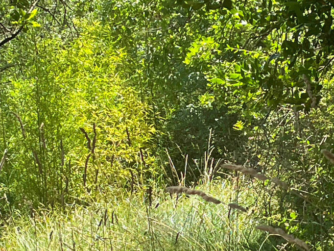 Lebensgrundlage Biodiversität