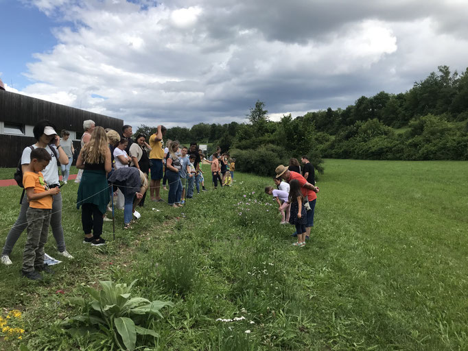 Die angesähte Wiese mit Wildblumen wurde begutachtet