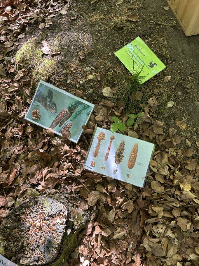 Was fressen Eichhörnchen?