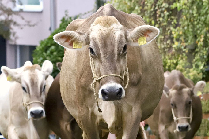 Viehschau Schwellbrunn Am 30 September 2019 Foto Aldentes Webseite