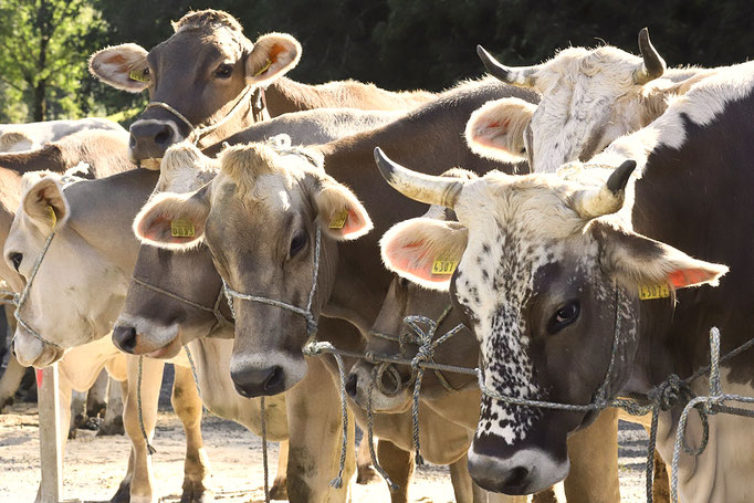 foto-aldente.net - Alt St. Johann - Viehschau - Fotografie - Tierfotografie