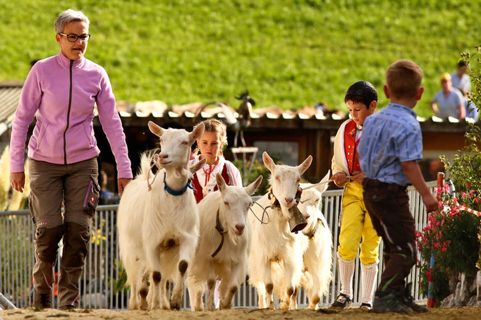 foto-aldente.net - Mosnang - Viehschau - Fotografie - Tierfotografie