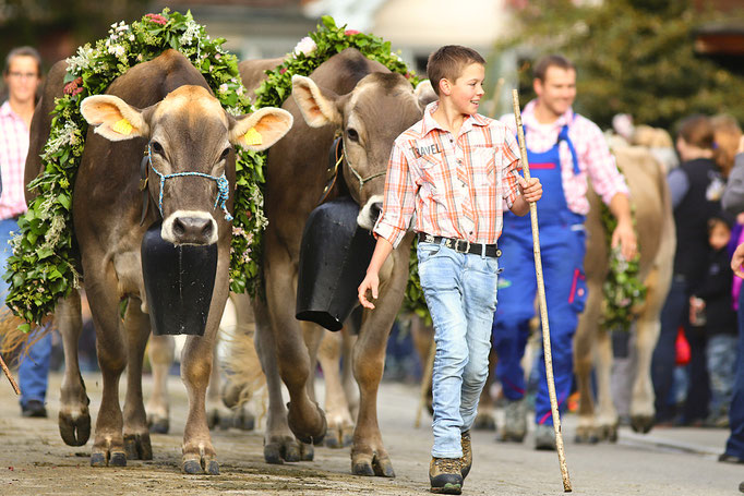 foto-aldente.net - Mosnang  - Viehschau - Fotografie - Tierfotografie