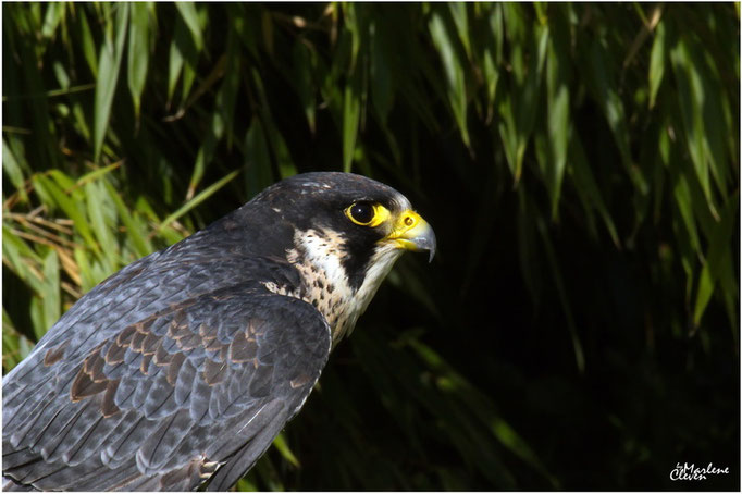 Lanner Falken - Sep. 2016