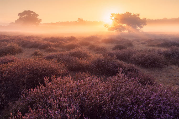 Westrup Heath, North Rhine-Westphalia, Germany