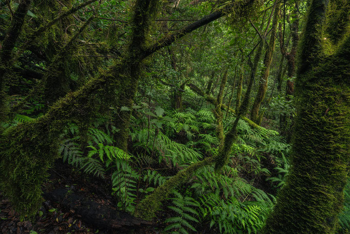 Anaga Rural Park, Tenerife, Canary Islands, Spain