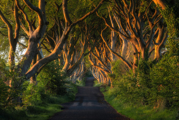 Dark Hedges, Co. Antrim, Northern Ireland