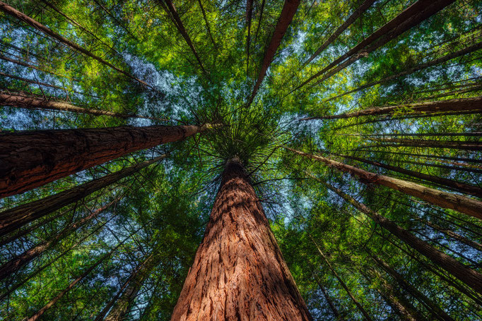 Rotorua Redwoods, North Island, New Zealand