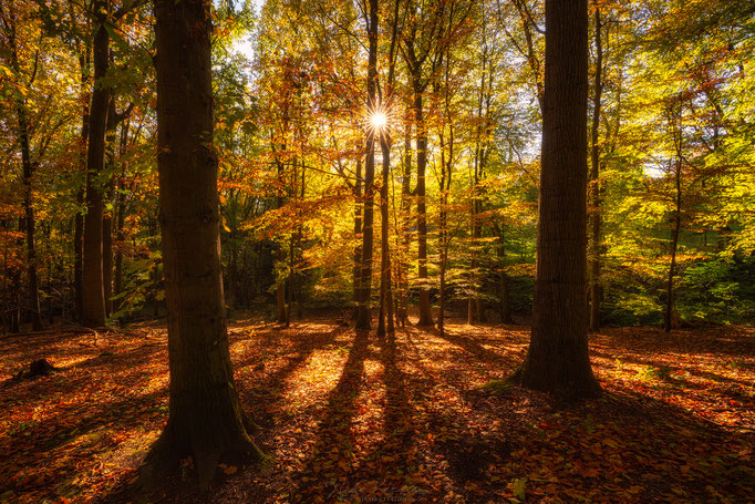 Woodlands, Ruhr Area, Germany