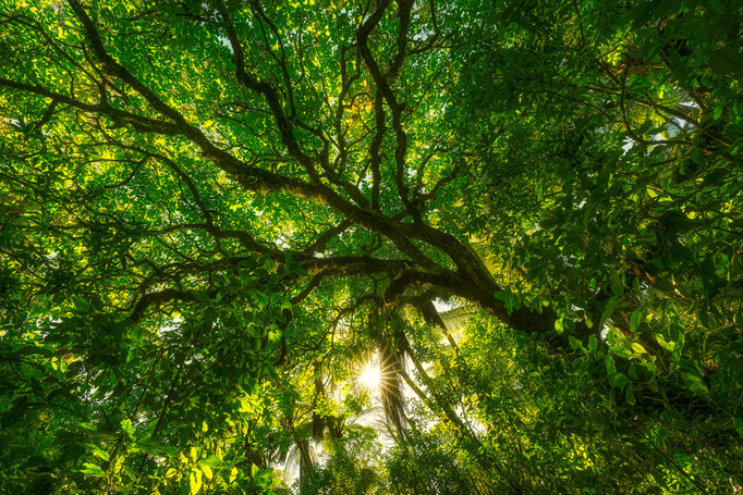 Rotorua Forest, North Island, New Zealand