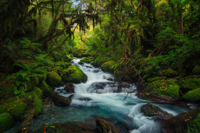 Fiordland National Park, South Island, New Zealand