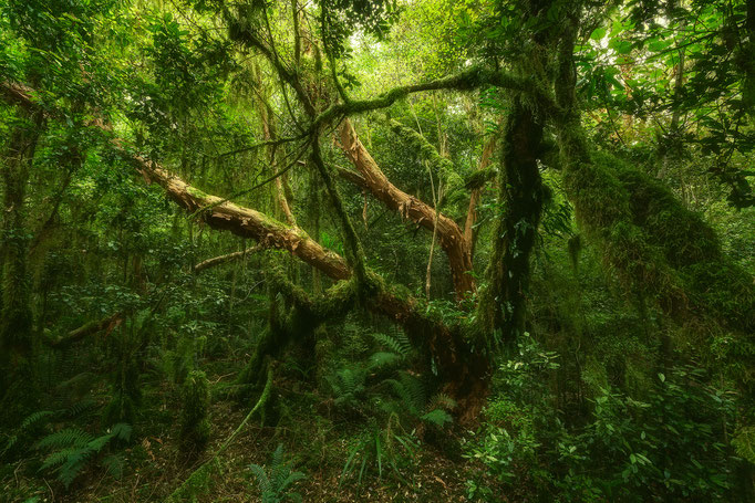 Catlins, South Island, New Zealand