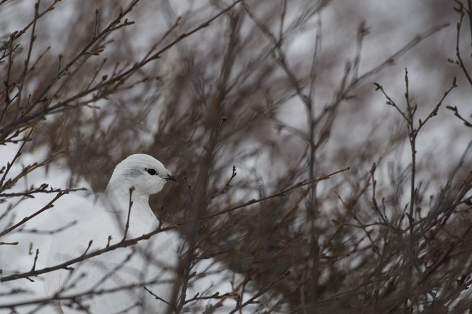 Lagopède alpin (Lagopus muta) - Islande 03/2017