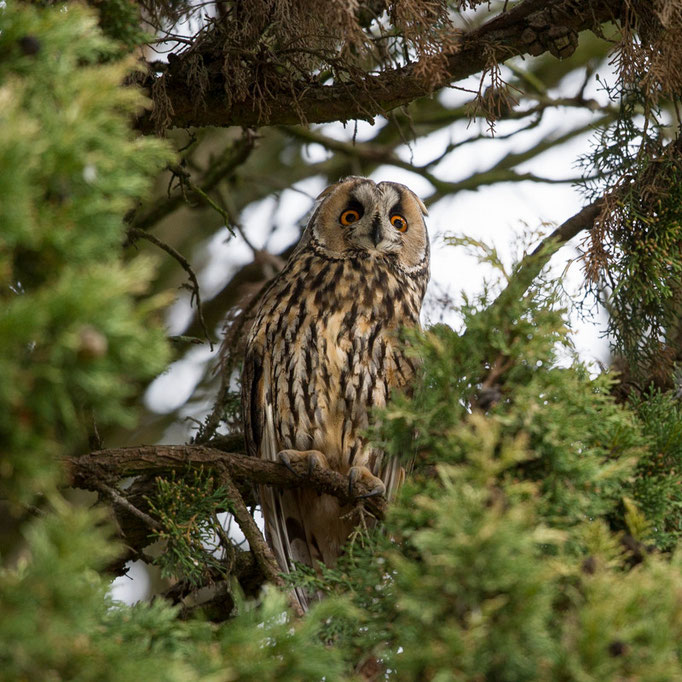 Hibou moyen-duc - St Julien l'Ars (86) - 02/02/2016