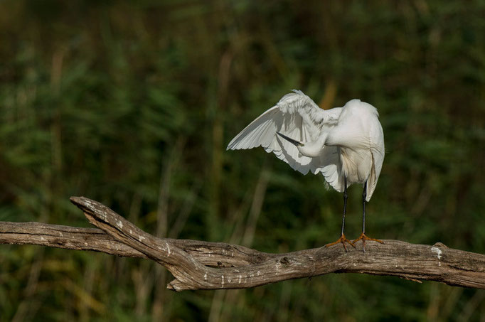 Aigrette garzette - Saint-Michel-en-Brenne (36) - 22/08/2015