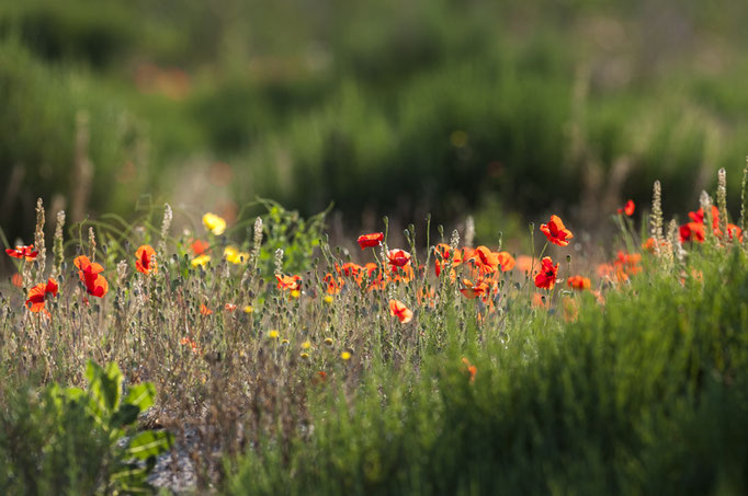 Coquelicot